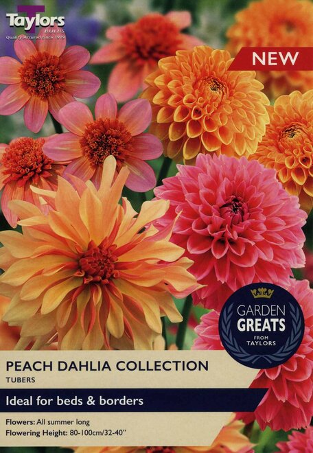 DAHLIA PEACH COLLECTION