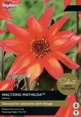 DAHLIA WALTZING MATHILDA