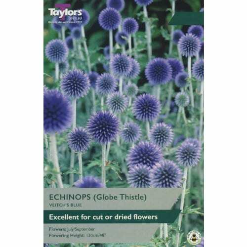 ECHINOPS VEITCH'S BLUE