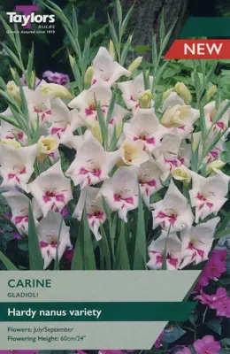 GLADIOLI CARINE