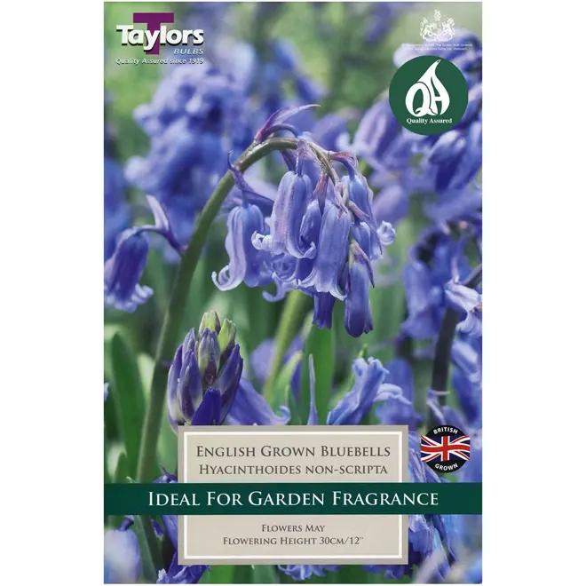 HYACINTHOIDES NON-SCRIPTA 6/7 P/P