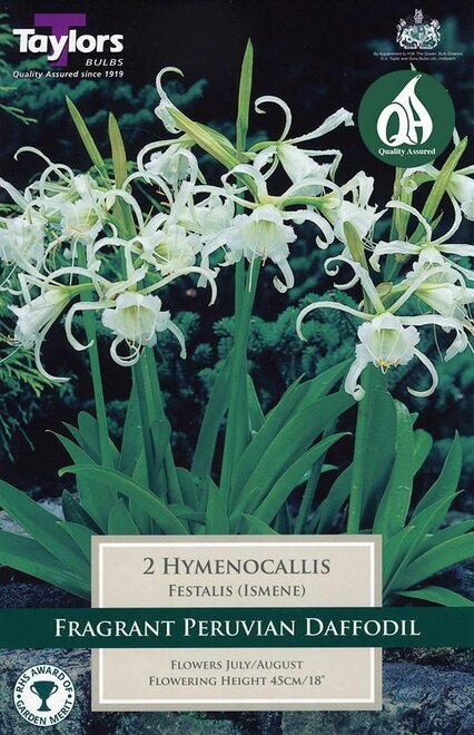 HYMENOCALLIS FESTALIS (ISMENE)