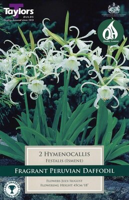 HYMENOCALLIS FESTALIS (ISMENE)