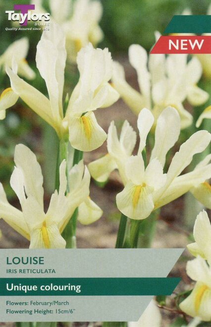 IRIS LOUISE 6+ P/P