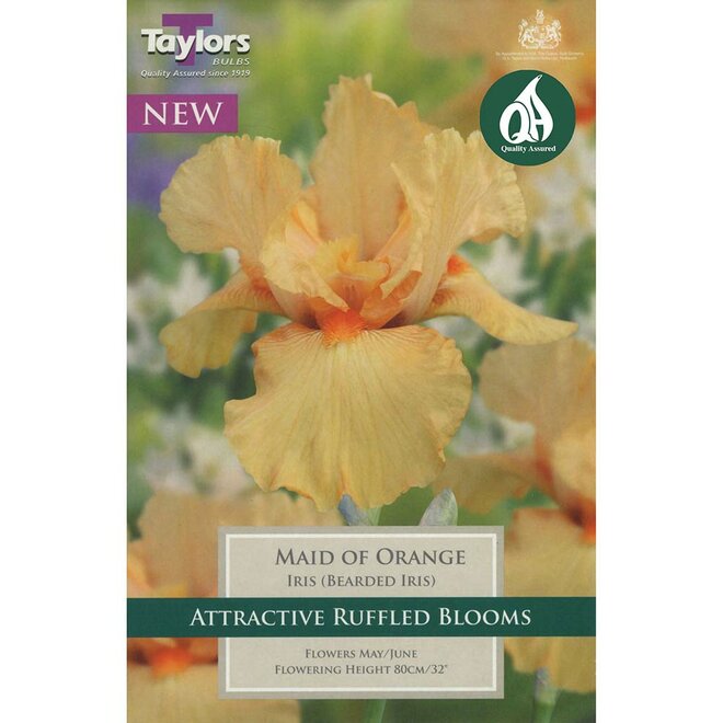 IRIS MAID OF ORANGE