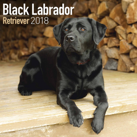 Labrador Retriever Black 2018 Calender - Radway Bridge 