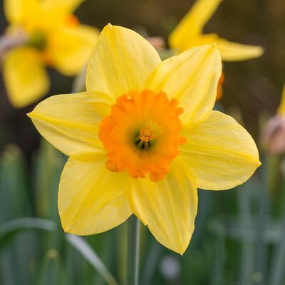 NARCISSI JUANITA 6KG