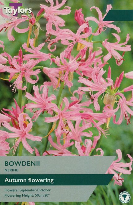 NERINE BOWDENII