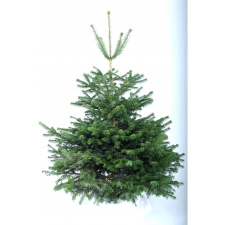 Nordmann Fir 5-6ft