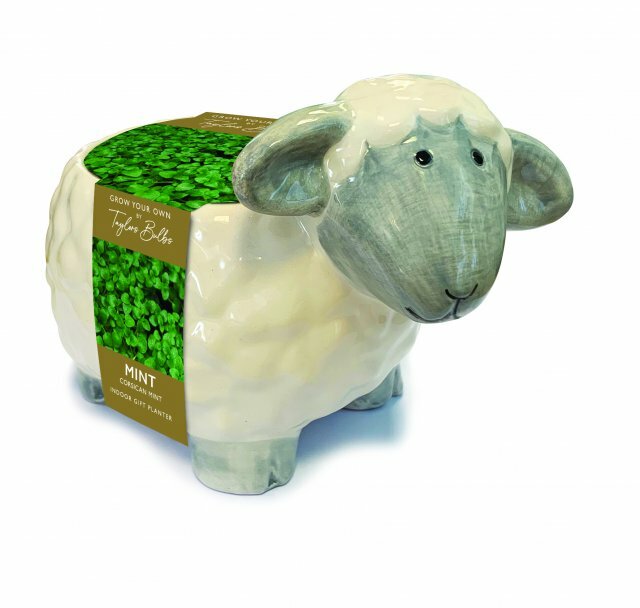 SHEEP PLANTER