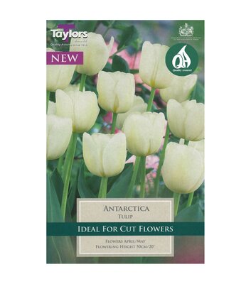 TULIP ANTARCTICA 11-12 P/P