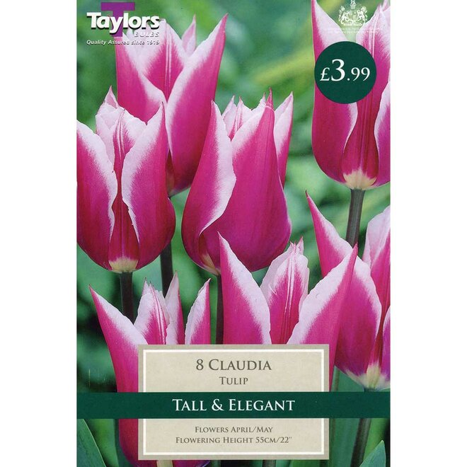 TULIP CLAUDIA 11-12 P/P