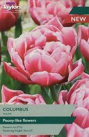 TULIP COLUMBUS 11-12 P/P