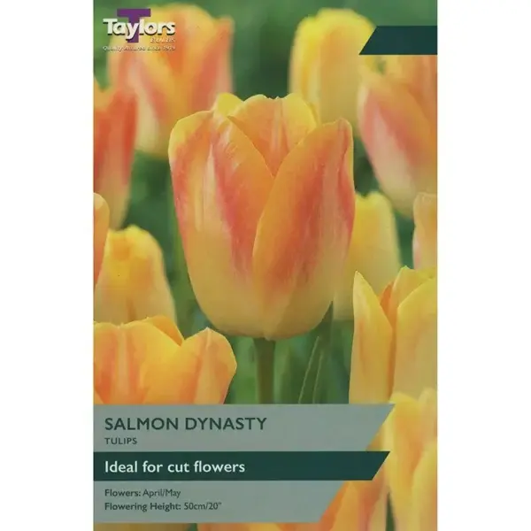 TULIP SALMON DYNASTY 11-12 P/P